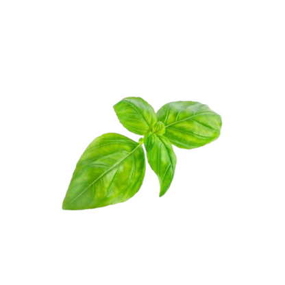 BASILIC TROPICAL