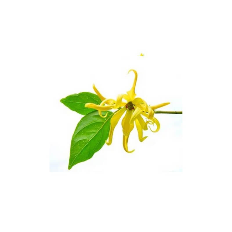 Huile Essentielle d'Ylang Ylang 10ml